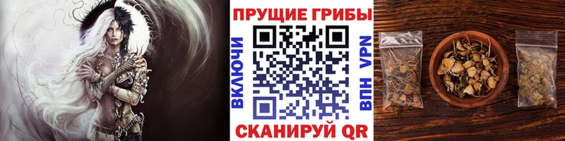 гидра ссылки  Павлово  Псилоцибиновые грибы Psilocybine cubensis 